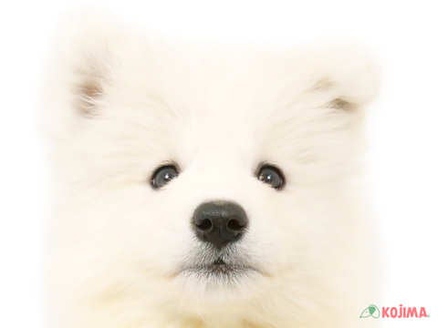 千葉県のサモエド (コジマウエルケアセンター/2025年3月7日生まれ/男の子/ホワイト)の子犬