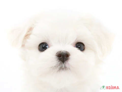 東京都のマルチーズ (コジマ府中店/2025年3月7日生まれ/男の子/ホワイト)の子犬