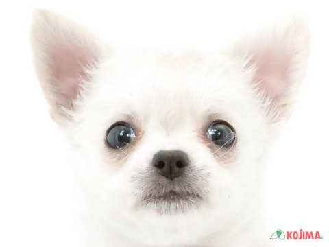 東京都のチワワ(ロング) (コジマ足立店/2025年3月1日生まれ/女の子/ホワイトクリーム)の子犬