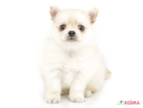✨くりくりおめめに豊富な毛量♡とっても可愛い元気な男のコ✨