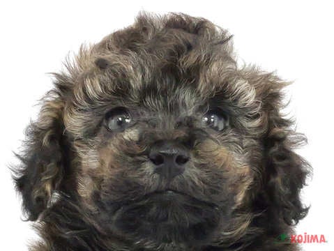 千葉県のトイプードル(トイ) (コジマウエルケアセンター/2025年3月8日生まれ/男の子/ブリンドル)の子犬
