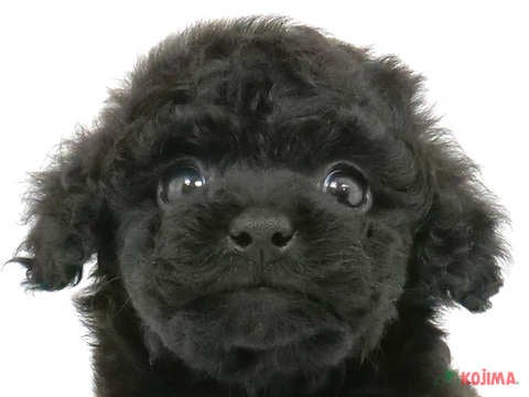 千葉県のトイプードル(トイ) (コジマウエルケアセンター/2025年3月8日生まれ/女の子/ブラック)の子犬