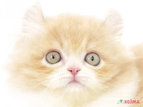 千葉県のアメリカンカール (コジマウエルケアセンター/2025年3月1日生まれ/男の子/レッドタビー)の子猫