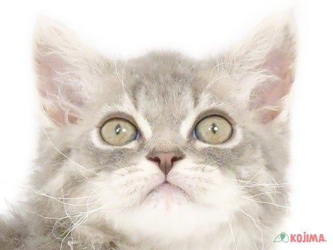 千葉県のセルカークレックス (コジマウエルケアセンター/2025年3月5日生まれ/男の子/ブルー)の子猫