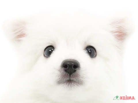 東京都の日本スピッツ (コジマ田端店/2025年3月3日生まれ/男の子/ホワイト)の子犬