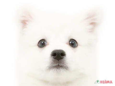 東京都の日本スピッツ (コジマアリオ亀有店/2025年3月3日生まれ/男の子/ホワイト)の子犬