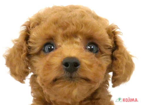 東京都のトイプードル(トイ) (コジマ国立店/2025年3月8日生まれ/男の子/レッド)の子犬