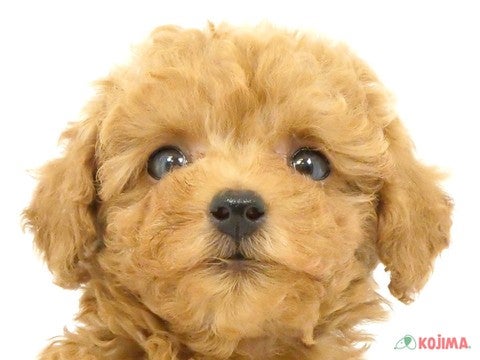 【5月6日撮影】まぁるいお顔の男の子❣️