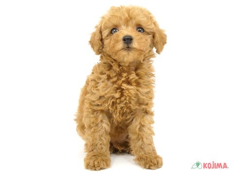 【5月6日撮影】おもちゃで遊ぶのが大好き🤩⭐️