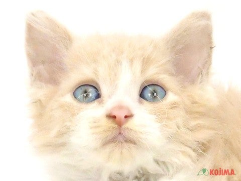 神奈川県のラムキン (コジマベイタウン横浜本牧店/2025年3月6日生まれ/男の子/クリームホワイト)の子猫