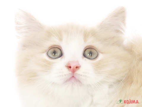 東京都のラムキン (コジマアリオ北砂店/2025年3月6日生まれ/男の子/クリームタビーホワイト)の子猫