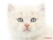 826324_ext_33_0_L.jpg