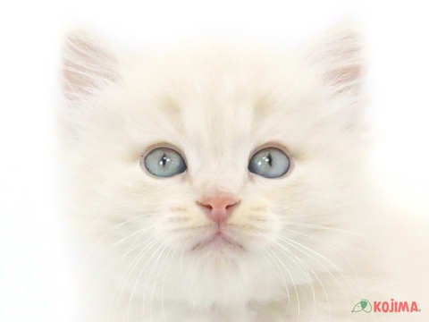 東京都のラムキン (コジマ練馬店/2025年3月6日生まれ/男の子/クリームタビー)の子猫
