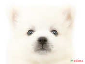 826338_ext_33_0_L.jpg