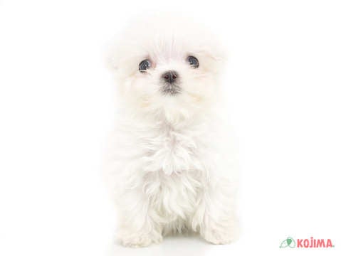 5/8撮影♬　短足で可愛い😍