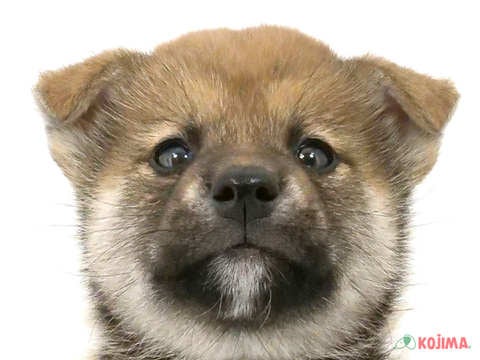 埼玉県の柴犬(標準サイズ) (コジマニトリ川越店/2025年3月8日生まれ/男の子/赤)の子犬