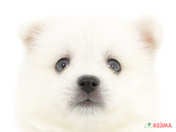 826335_ext_33_0_L.jpg