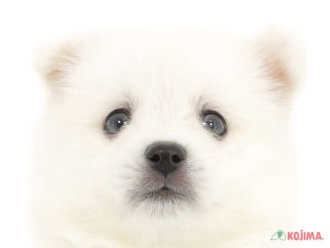 東京都の日本スピッツ (コジマソコラ用賀店/2025年3月9日生まれ/女の子/ホワイト)の子犬
