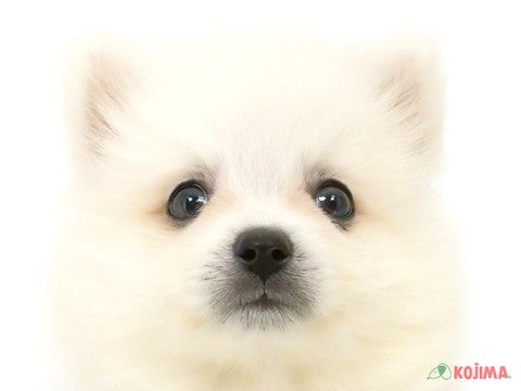 千葉県の日本スピッツ (コジマアリオ柏店/2025年3月9日生まれ/女の子/ホワイト)の子犬