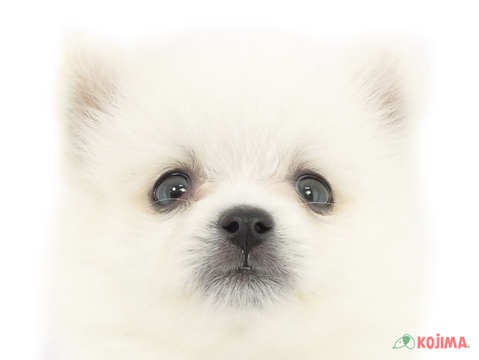 埼玉県の日本スピッツ (コジマモラージュ菖蒲店/2025年3月9日生まれ/女の子/ホワイト)の子犬