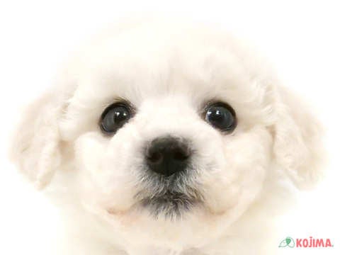 東京都のビションフリーゼ (コジマ国領店/2025年3月8日生まれ/男の子/ホワイト)の子犬