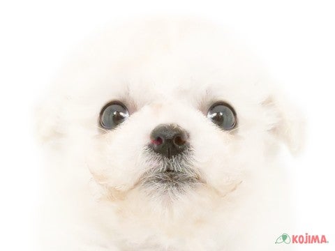 神奈川県のビションフリーゼ (コジマアリオ橋本店/2025年3月8日生まれ/男の子/ホワイト)の子犬