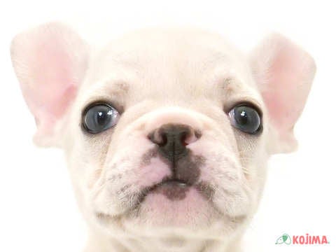千葉県のフレンチブルドッグ (コジマアリオ柏店/2025年3月8日生まれ/女の子/クリーム)の子犬