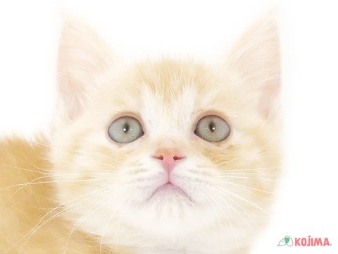 千葉県のマンチカン (コジマウエルケアセンター/2025年3月9日生まれ/男の子/レッドマッカレルタビー)の子猫