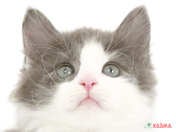 826384_ext_33_0_L.jpg