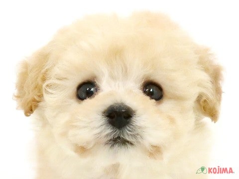 東京都のトイプードル(トイ) (コジマ高井戸店/2025年3月5日生まれ/女の子/クリーム)の子犬