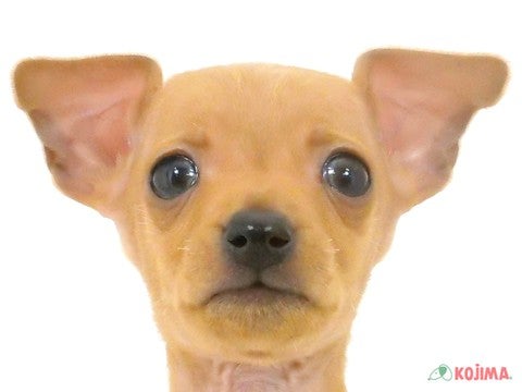 千葉県のミニチュアピンシャー (コジマウエルケアセンター/2025年3月9日生まれ/男の子/レッド)の子犬