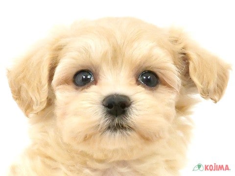 千葉県のマルプー(マルチーズ×プードル) (コジマウエルケアセンター/2025年3月5日生まれ/男の子/クリーム)の子犬