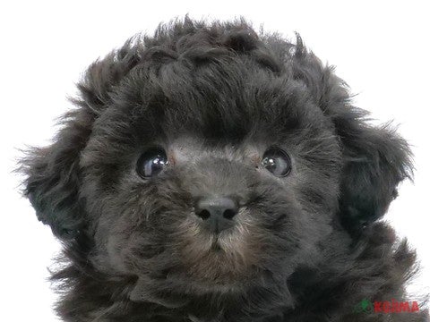 千葉県のトイプードル(トイ) (コジマウエルケアセンター/2025年3月8日生まれ/女の子/シルバー)の子犬
