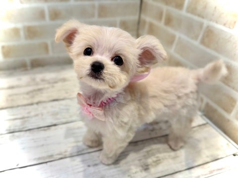 5/8更新✨　可愛くカットしてもらいました～🤍