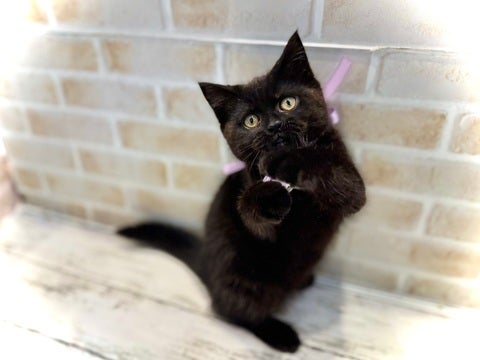 5/8更新✨　遊ぶの大好き🤍エイッエイッ✨