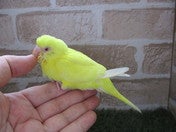 セキセイインコ ヒナ