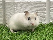 パールドワーフハムスター