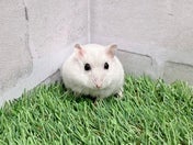 パールドワーフハムスター