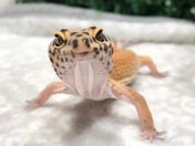 おめめがきゅるきゅる！👀4/7