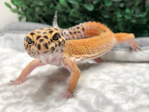 キリッ✨