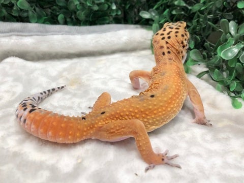 かわちぃ❤️