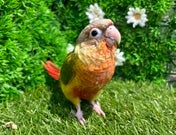 ホオミドリアカオウロコインコ ヒナ