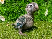 ホオミドリアカオウロコインコ ヒナ