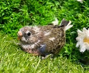アキクサインコ ヒナ