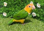 シロハラインコ ヒナ