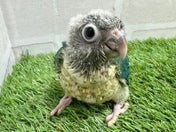ホオミドリアカオウロコインコ ヒナ