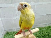 ホオミドリアカオウロコインコ ヒナ