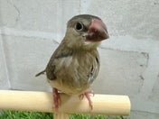 ブンチョウ ヒナ (サクラ)