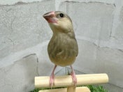 ブンチョウ ヒナ (サクラ)