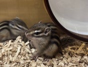 シマリス